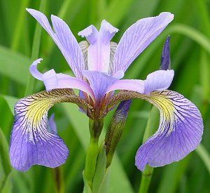 versicolor_picture